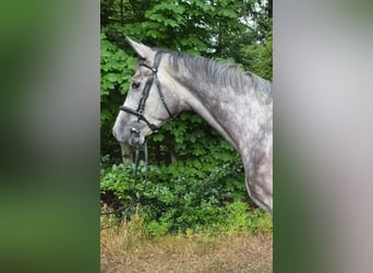 Mecklenburg Warmblood, Gelding, 4 years, 16.2 hh, Grey