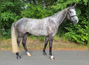 Mecklenburg Warmblood, Gelding, 4 years, 16.2 hh, Grey