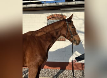 Mecklenburg Warmblood, Gelding, 4 years, 16.3 hh, Chestnut-Red