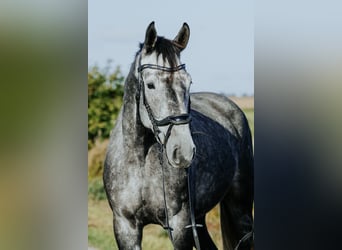 Mecklenburger Warmblut, Wallach, 4 Jahre, 16,3 hh, Apfelschimmel