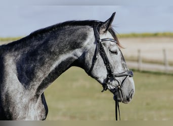 Mecklenburger Warmblut, Wallach, 4 Jahre, 16,3 hh, Apfelschimmel