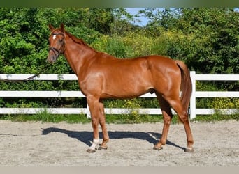 Mecklenburg Warmblood, Gelding, 4 years, 16 hh, Chestnut-Red