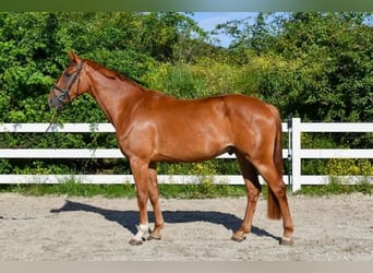 Mecklenburg Warmblood, Gelding, 4 years, 16 hh, Chestnut-Red