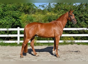 Mecklenburg Warmblood, Gelding, 4 years, 16 hh, Chestnut-Red