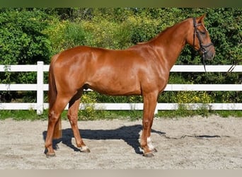 Mecklenburg Warmblood, Gelding, 4 years, 16 hh, Chestnut-Red