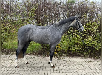 Mecklenburg Warmblood, Gelding, 4 years, 16 hh, Gray-Dark-Tan