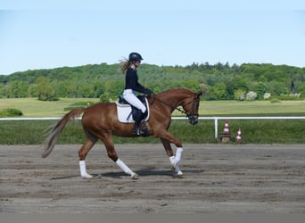 Mecklenburg Warmblood, Gelding, 4 years, 16,2 hh, Chestnut-Red