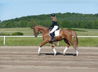 Mecklenburg Warmblood, Gelding, 4 years, 16,2 hh, Chestnut-Red