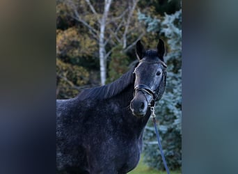 Mecklenburg Warmblood, Gelding, 4 years, 16,2 hh, Grey
