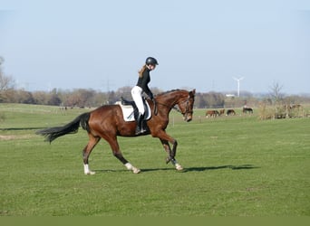 Mecklenburg Warmblood, Gelding, 4 years, 17.1 hh