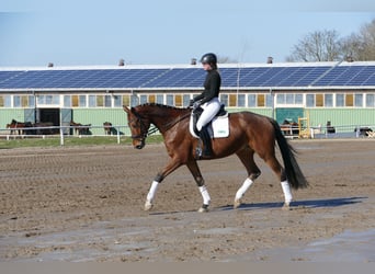 Mecklenburg Warmblood, Gelding, 4 years, 17.1 hh