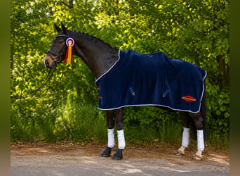 Mecklenburg Warmblood, Gelding, 5 years, 15.2 hh, Black