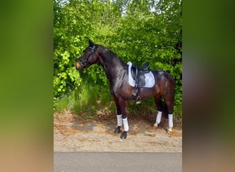Mecklenburg Warmblood, Gelding, 5 years, 15.2 hh, Black