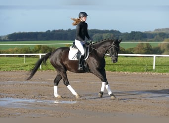 Mecklenburg Warmblood, Gelding, 5 years, 15,2 hh, Black