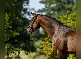 Mecklenburg Warmblood, Gelding, 5 years, 16.1 hh, Bay-Dark