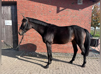 Mecklenburg Warmblood, Gelding, 5 years, 16,1 hh, Bay-Dark