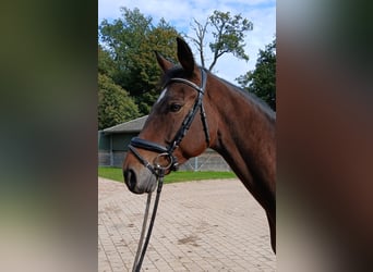 Mecklenburger Warmblut, Wallach, 5 Jahre, 16,1 hh, Brauner