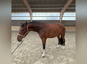 Mecklenburg Warmblood, Gelding, 5 years, 16,2 hh, Brown