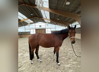 Mecklenburg Warmblood, Gelding, 5 years, 16,2 hh, Brown