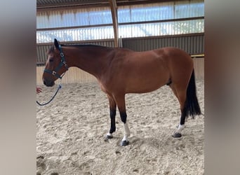 Mecklenburg Warmblood, Gelding, 5 years, 16,2 hh, Brown