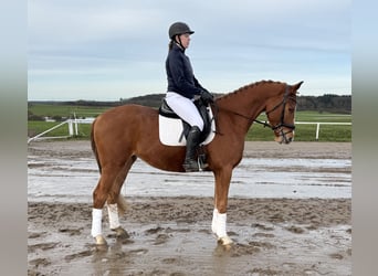 Mecklenburg Warmblood, Gelding, 5 years, 16,2 hh, Chestnut-Red