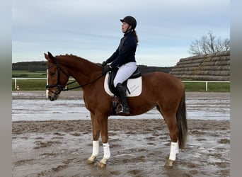 Mecklenburg Warmblood, Gelding, 5 years, 16,2 hh, Chestnut-Red