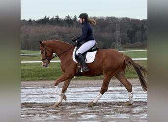 Mecklenburg Warmblood, Gelding, 5 years, 16,2 hh, Chestnut-Red