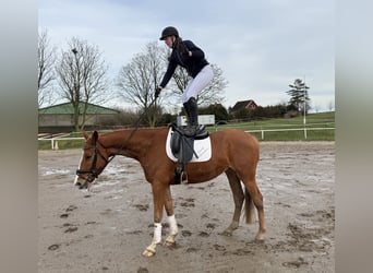 Mecklenburg Warmblood, Gelding, 5 years, 16,2 hh, Chestnut-Red