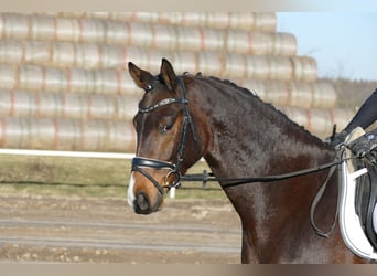 Mecklenburg Warmblood, Gelding, 5 years, 16 hh, Bay-Dark