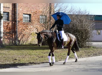 Mecklenburg Warmblood, Gelding, 5 years, 16 hh, Bay-Dark