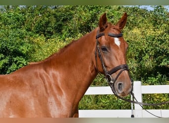 Mecklenburg Warmblood, Gelding, 5 years, 16 hh, Chestnut-Red