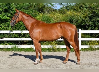 Mecklenburg Warmblood, Gelding, 5 years, 16 hh, Chestnut-Red