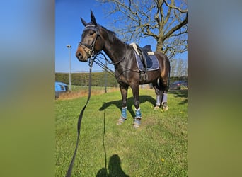 Mecklenburg Warmblood, Gelding, 5 years, 16,1 hh, Smoky-Black