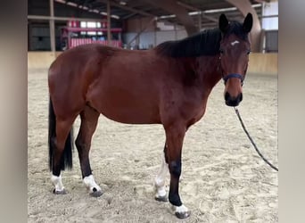 Mecklenburg Warmblood, Gelding, 5 years, 16,2 hh, Brown
