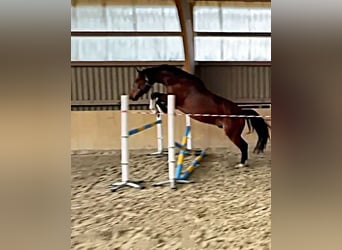 Mecklenburg Warmblood, Gelding, 5 years, 16,2 hh, Brown