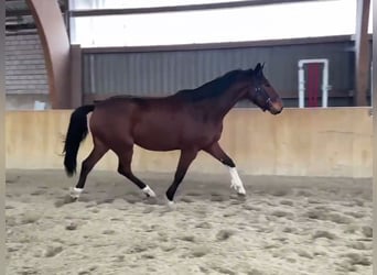 Mecklenburg Warmblood, Gelding, 5 years, 16,2 hh, Brown