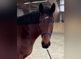 Mecklenburg Warmblood, Gelding, 5 years, 16,2 hh, Brown