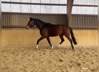 Mecklenburg Warmblood, Gelding, 5 years, 16,2 hh, Brown
