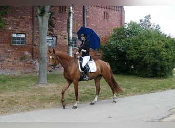 Mecklenburg Warmblood, Gelding, 5 years, 16,2 hh, Chestnut-Red