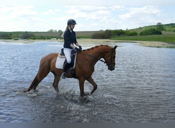 Mecklenburg Warmblood, Gelding, 5 years, 16,2 hh, Chestnut-Red