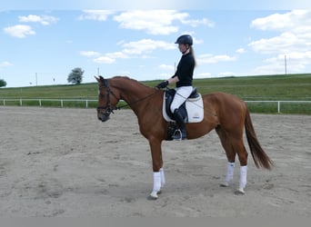 Mecklenburg Warmblood, Gelding, 5 years, 16,2 hh, Chestnut-Red