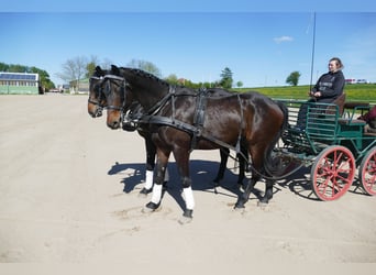 Mecklenburg Warmblood, Gelding, 5 years, 16,2 hh, Smoky-Black