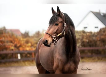 Mecklenburg Warmblood, Gelding, 5 years, 17.1 hh, Brown