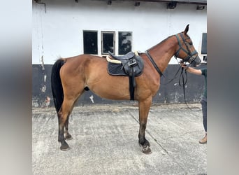 Mecklenburg Warmblood, Gelding, 5 years, 17.1 hh, Brown