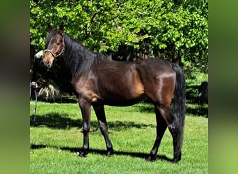 Mecklenburg Warmblood, Gelding, 5 years, 17 hh, Bay-Dark