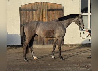Mecklenburg Warmblood, Gelding, 5 years, 17 hh, Grey