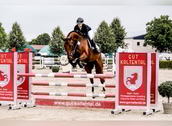 Mecklenburg Warmblood, Gelding, 5 years, 17,1 hh, Brown