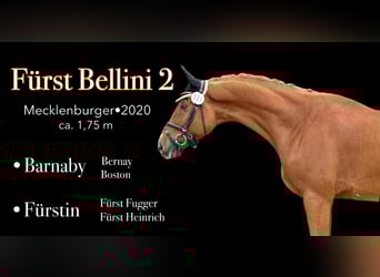 Mecklenburg Warmblood, Gelding, 5 years, 17,1 hh, Chestnut-Red