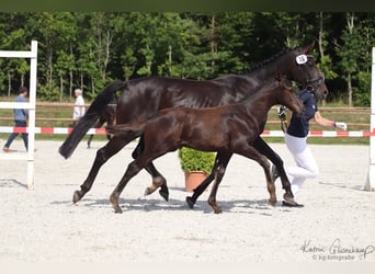 Mecklenburg Warmblood, Gelding, 5 years, Black