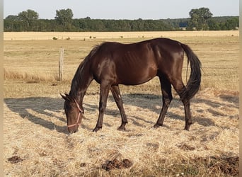 Mecklenburg Warmblood, Gelding, 5 years, Black